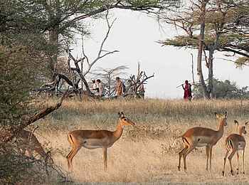 Lake Manze Camp: Bewacht vom Massai Lake Manze Camp: Bewacht vom Massai