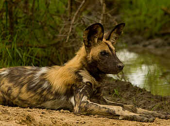 Leopard Lodge: Ruhender Wildhund