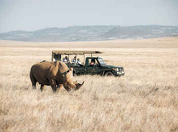 Lewa Safari Camp: Pirschfahrt mit Breitmaulnashorn