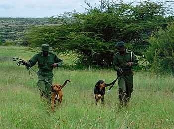 Loisaba Star Beds: Spürhunde für die Sicherheit der Wildtiere Loisaba Star Beds: Spürhunde für die Sicherheit der Wildtiere