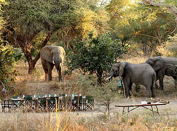 Mdonya Old River Camp: Elefanten beim Bush Lunch