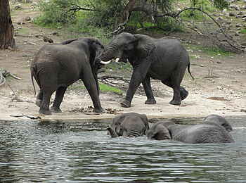 Meno a Kwena Camp: Elefanten Meno a Kwena Camp: Elefanten