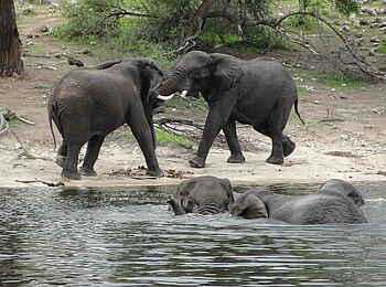 Meno a Kwena Camp: Elefanten