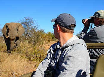 Motswari Game Lodge: Elefant aus der Nähe