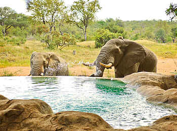 Motswari Game Lodge: Elefanten am Pool