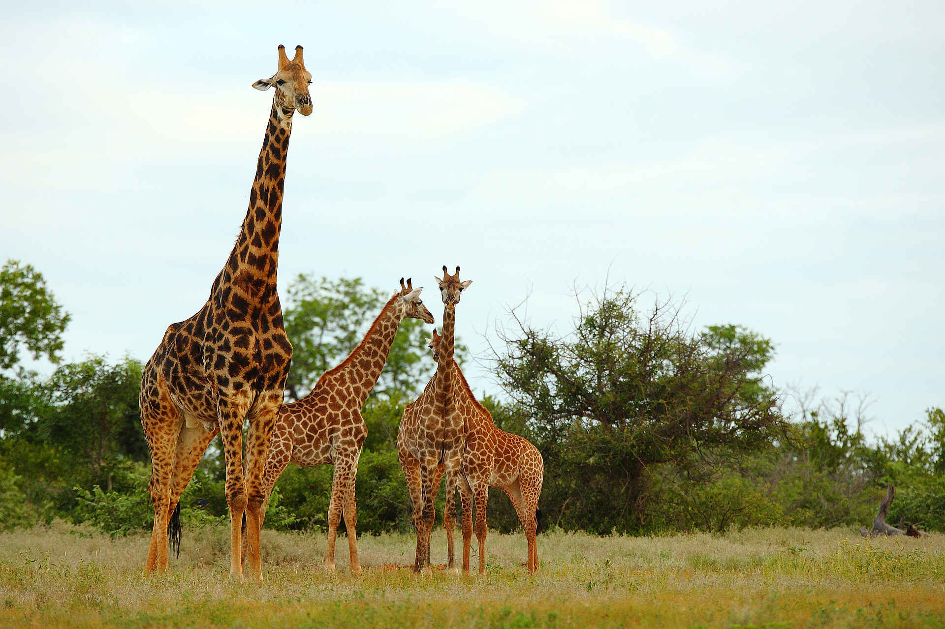 Fluss Sohebele, Kruger National Park, Krüger-Nationalpark, Motswari, Motswari Game Lodge, Motswari Private Game Reserve, Sohebele, Südafrika, Timbavati, Timbavati Nature Reserve, Giraffen, Pirschfahrt, Tierbeobachtung, Tiere, Wildbeobachtung, Afrikarma, Afrikarma Safaris, Afrikarma Safaris - Wildnis. Hautnah., afrikarma.de