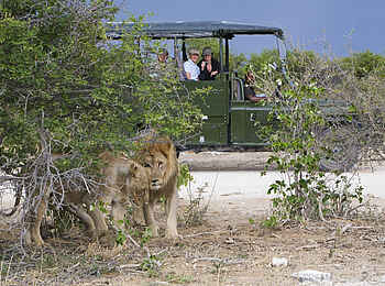Mushara Game Drive: Löwen im Etosha Nationalpark