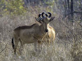 Mvuu Camp: Antilopen