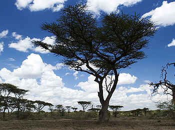 Olakira Camp: Landschaft Olakira Camp: Landschaft