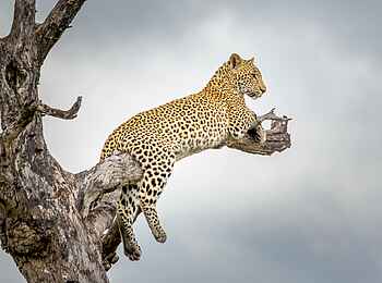 Oliver's: Leopard Oliver's: Leopard