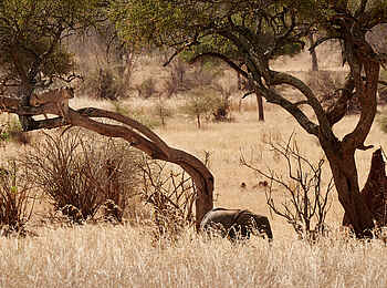 Sanctuary Swala: Löwe und Elefant