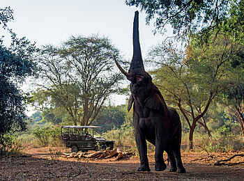 The Outpost: Elefant beim Strecken