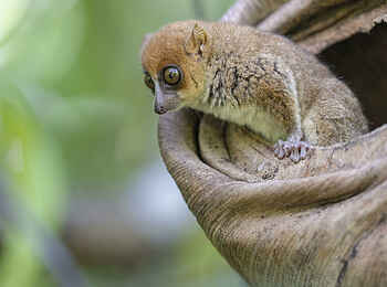 Time + Tide Tsara Komba: Die Mausmaki sind die kleinste Lemurenart