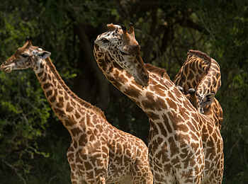 Akagera Game Lodge: Giraffen Akagera Game Lodge: Giraffen