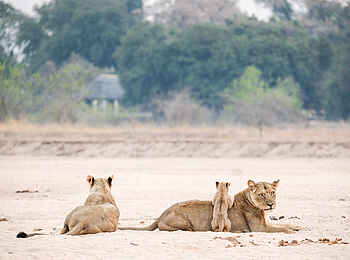 Chikwenya Camp: Löwen vor dem Camp