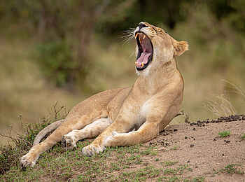 Entim Masai Mara: Gähnende Löwin