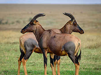 Entim Masai Mara: Zwei Topis