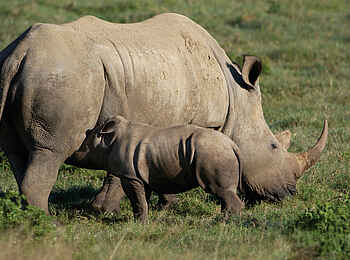 Kariega Settlers Drift Lodge: Nashornjunges mit Mutter