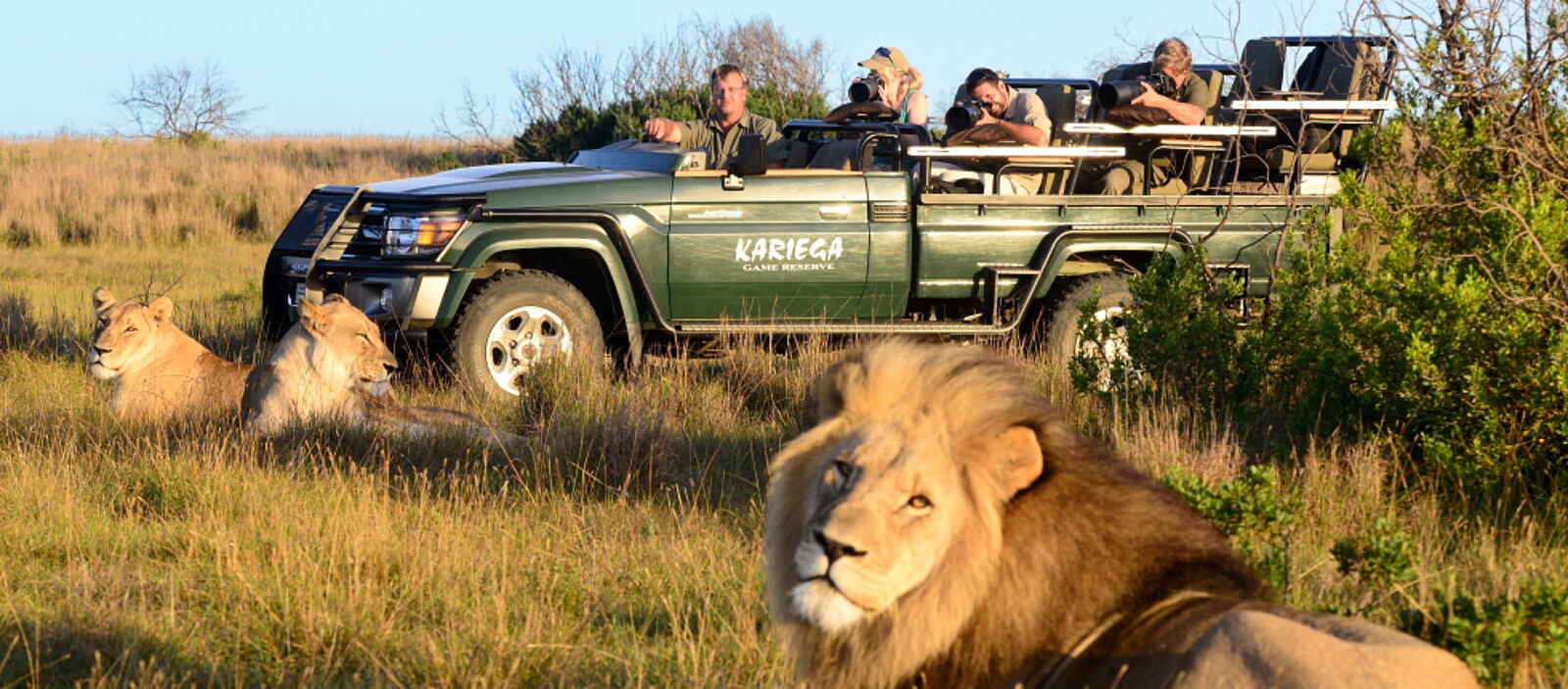 Kariega Settlers Drift Lodge: Safari Fahrzeug mit Löwe Kariega Settlers Drift Lodge: Safari Fahrzeug mit Löwe