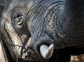 Lion Camp: Elefant in Nahaufnahme