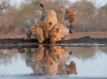 Mashatu Photographic Hide: Junge Löwen am Wasser
