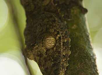 Masoala Forest Lodge: Leaf Tailed Gecko Masoala Forest Lodge: Leaf Tailed Gecko