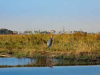 Selinda Camp: Goliathreiher
