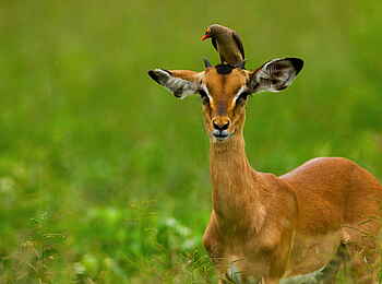 Selinda Camp: Impala mit Oxpecker