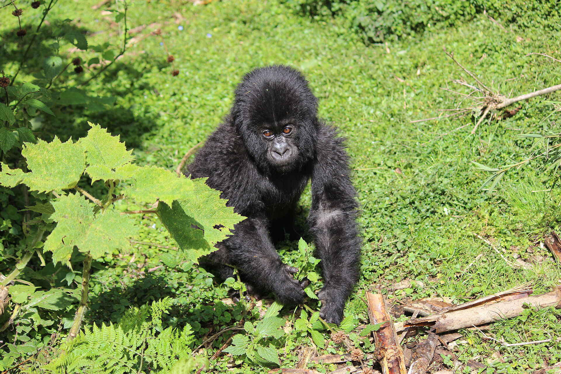 Gorilla, Gorilla Tracking, Ruhengeri, Singita, Singita Kwitonda Lodge, Volcanoes National Park, Baby