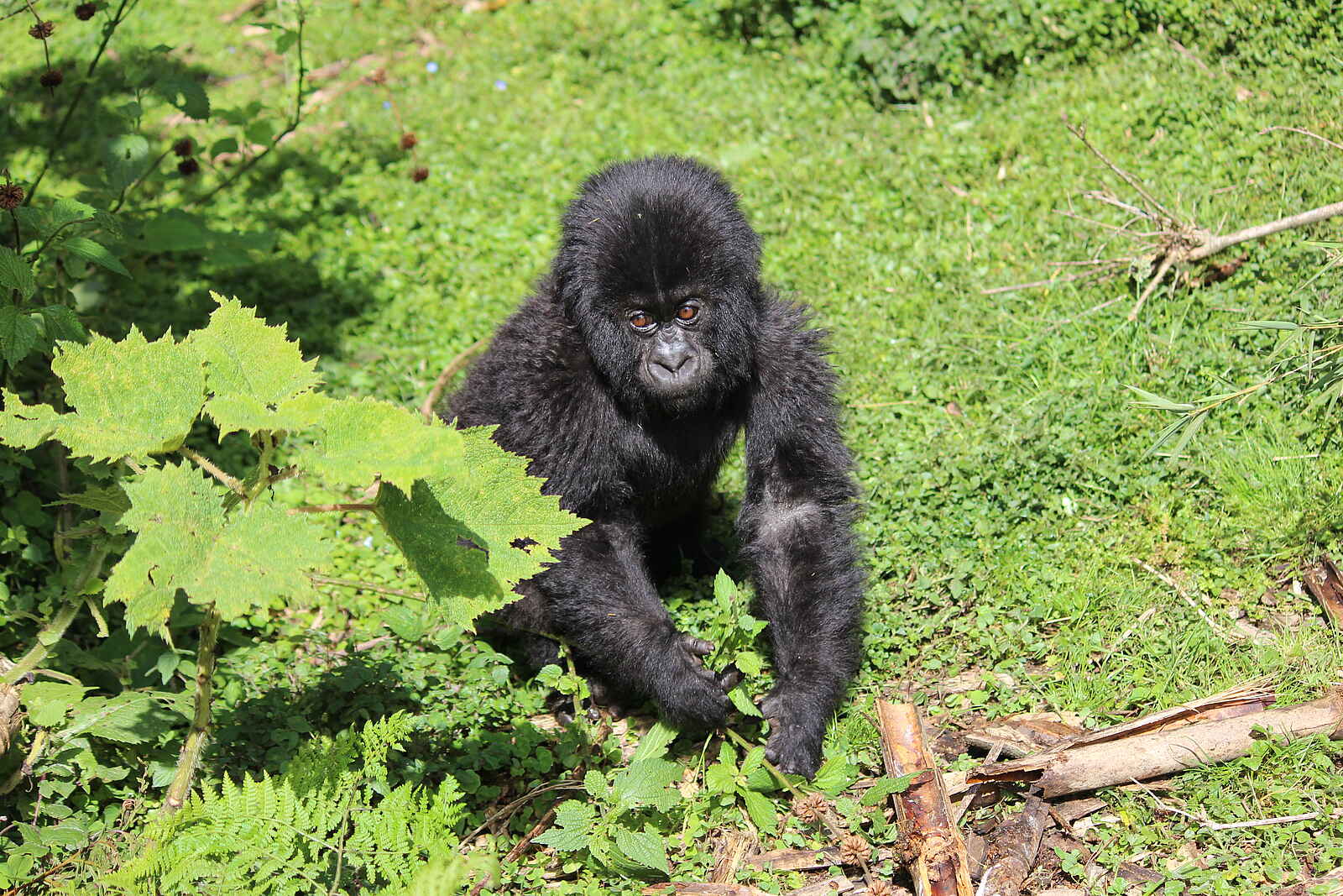 Singita Kwitonda Lodge: Gorillababy Singita Kwitonda Lodge: Gorillababy