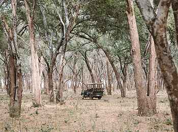 Tusk and Mane Safaris: Game Drive Tusk and Mane Safaris: Game Drive