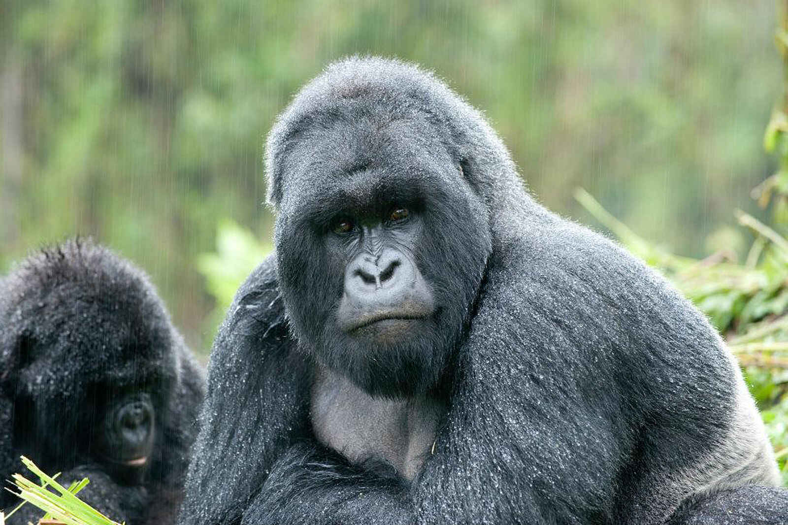 Volcanoes Virunga Lodge: Silverback Volcanoes Virunga Lodge: Silverback