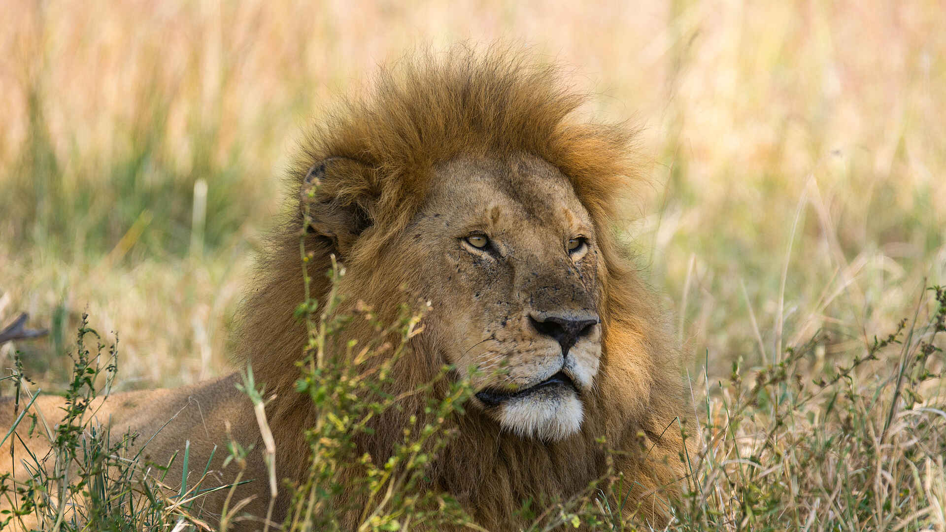 Warangi Ridge Lodge: Löwe Warangi Ridge Lodge: Löwe