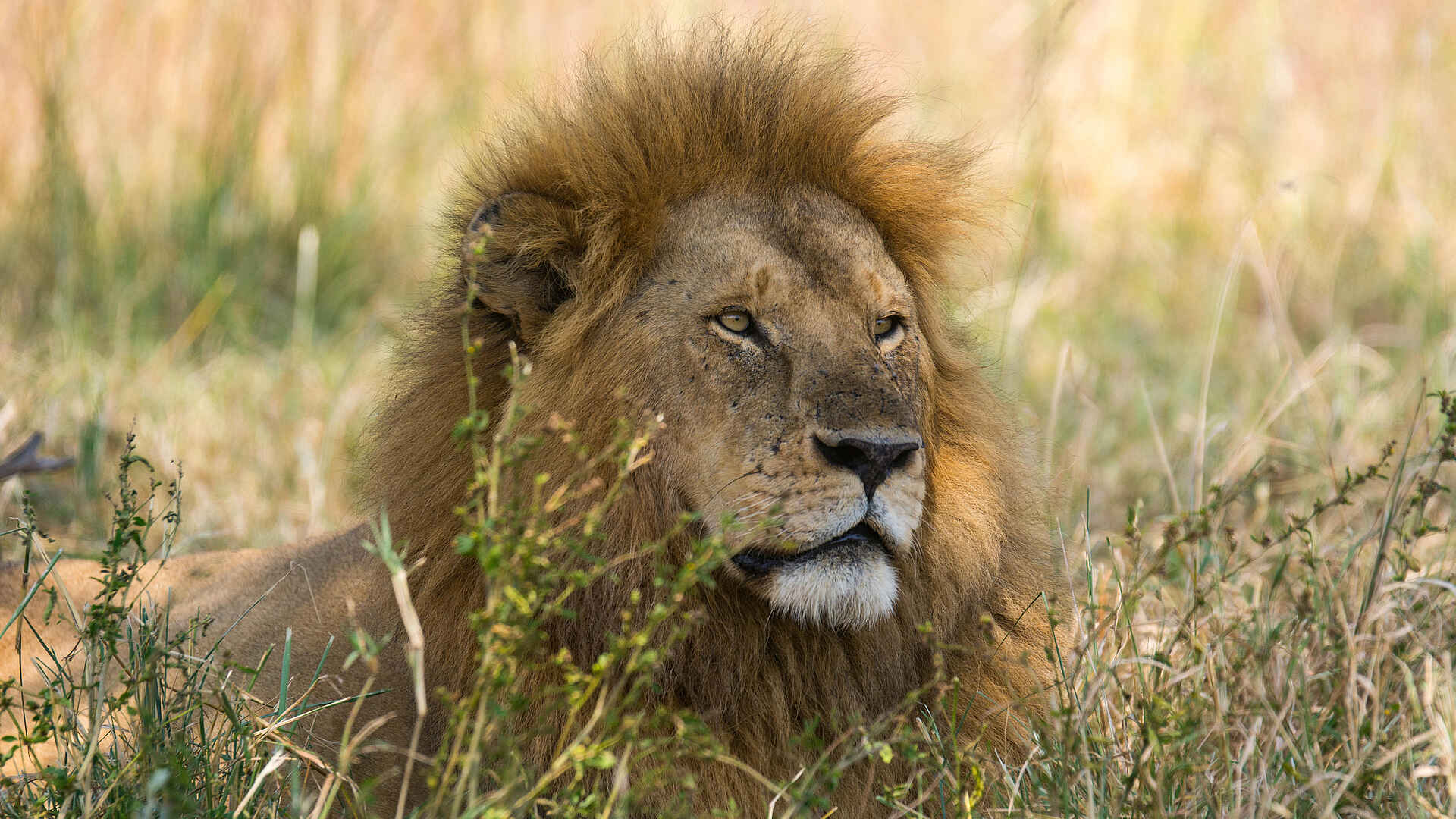 Warangi Ridge Lodge: Löwe