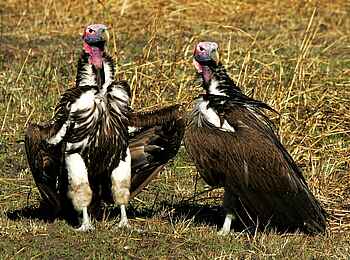 Busanga Bush Camp: Geierduo Busanga Bush Camp: Geierduo
