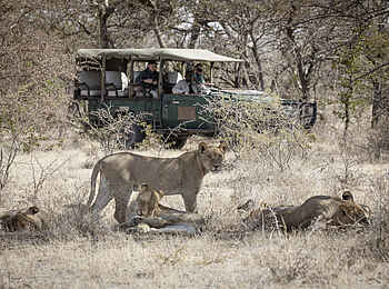 Camp Kalahari: Löwen