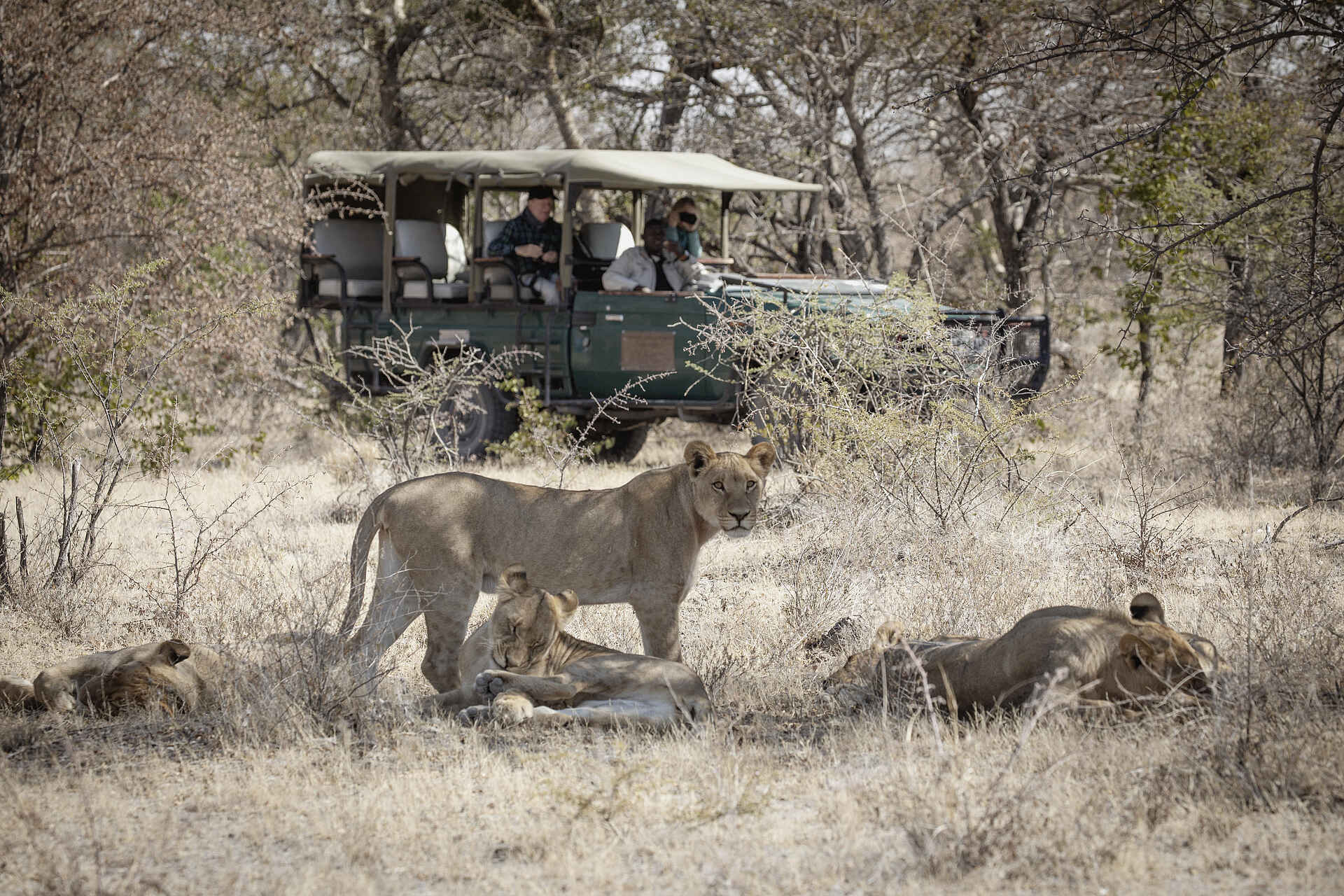 Camp Kalahari: Löwen Camp Kalahari: Löwen