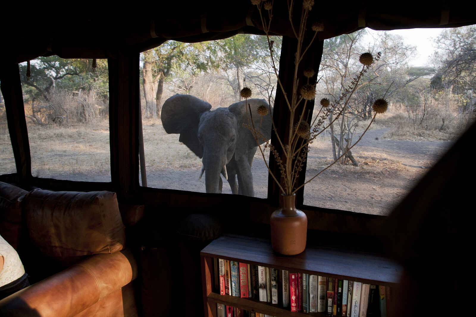 Chada Katavi Camp: Elefant vor dem Zelt Chada Katavi Camp: Elefant vor dem Zelt