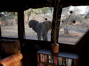 Chada Katavi Camp: Elefant vor dem Zelt