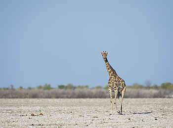 Encounter by Ongava: Giraffe