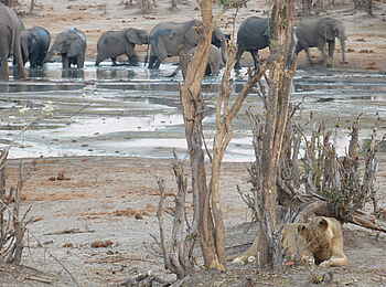 Ghoha Hills Savuti Lodge: Elefanten