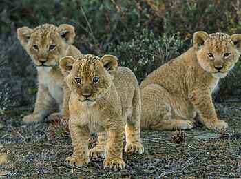 Great Fish River Lodge: Junge Löwen