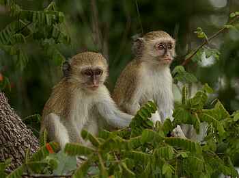 KaingU Safari Lodge: Junge, grüne Meerkatzen