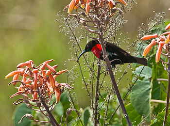 Karen Blixen Camp: Sunbird Karen Blixen Camp: Sunbird