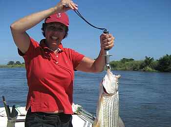 Kiambi Camp: Tigerfisch Kiambi Camp: Tigerfisch