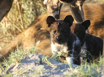 Kwara Camp: Wildhundwelpen Kwara Camp: Wildhundwelpen