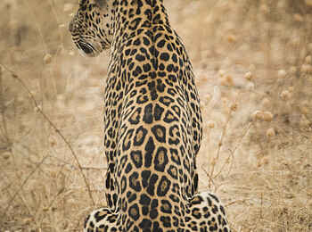 Kwihala Camp: Sitzender Leopard