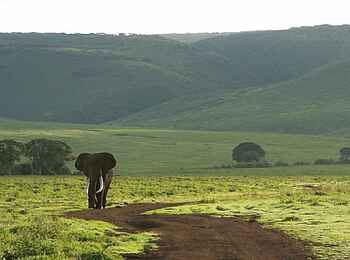 Lemala Ngorongoro: Elefant Lemala Ngorongoro: Elefant