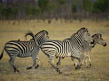 Little Makalolo Camp: Galoppierende Zebras Little Makalolo Camp: Galoppierende Zebras