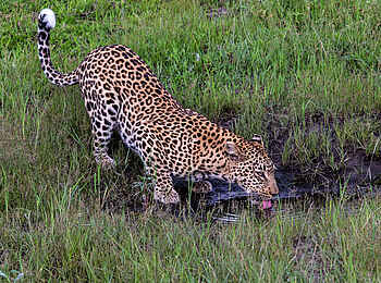 Little Tubu: Trinkender Leopard Little Tubu: Trinkender Leopard